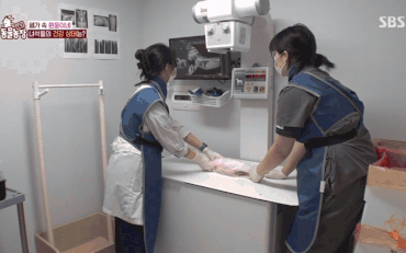 x-ray 찍는 강아지