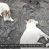 인간 따라 화산에 오른 강아지들