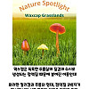 버섯갤러들이 환장하는 버섯