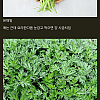 우리나라에서 먹는 나물들