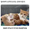 태어나자마자 성격보이는 고양이