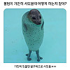 물범이 물속에서 가만히있을때 어떻게 있는지 알아?