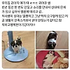 강아지가 반 년 동안 한 번도 안 짖은 이유