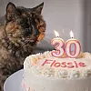 세계 최고령 고양이의 생일