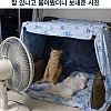 엄마한테 집에 있는 고양이들 잘 있냐고 물어봤더니 보내준 사진.jpg