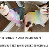 고양이가 동네에서 괴롭힘 당함