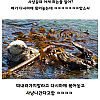 엄마해달이 아기해달을 보호하는법