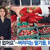 딸기농가 "딸기 팔곳이 없어 다 폐기처분".jpg